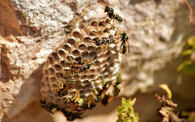 Nid de guêpes : que faire ? Guide complet et solutions