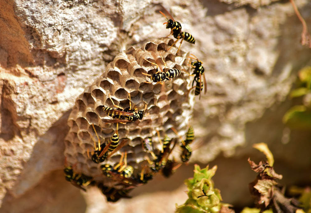 Destruction-de-Nids-de-Guepes Destruction-de-Nids-de-Guepes