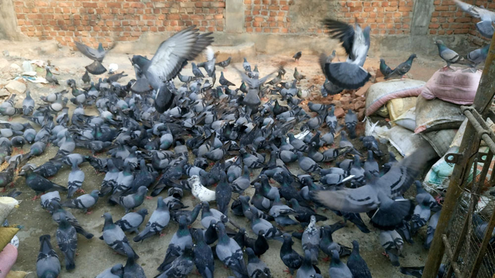 Comment se débarrasser des pigeons Comment se débarrasser des pigeons