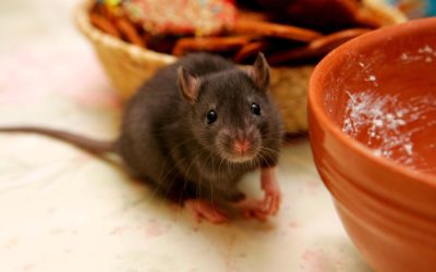 Comment se débarrasser des rats dans la maison ?